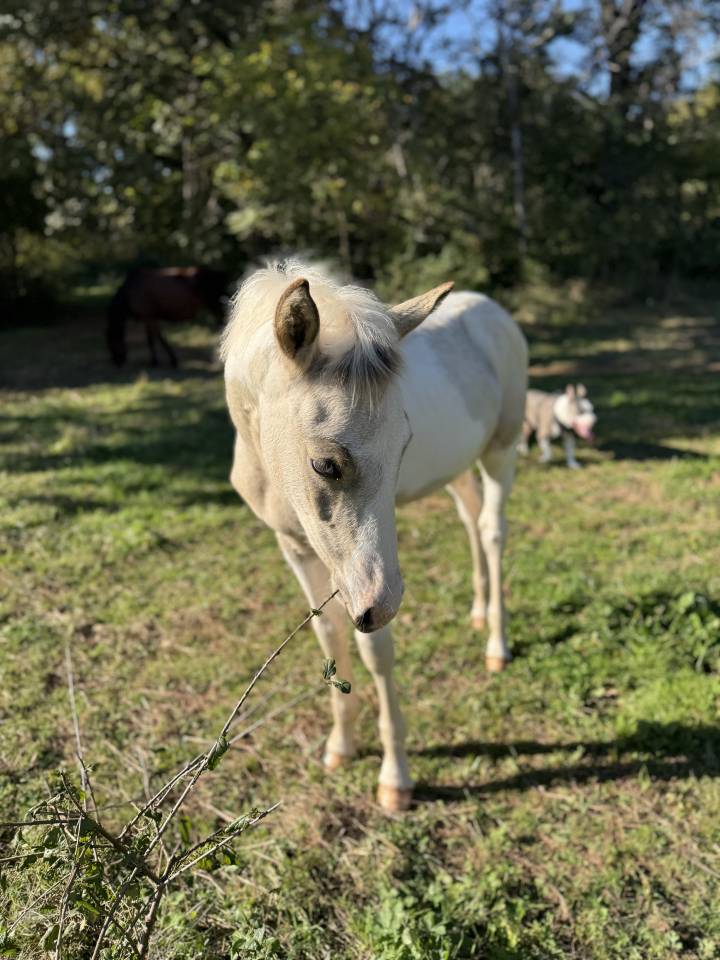 Puledro PFS Pony Francese da Sella In vendita 2025 Pezzato