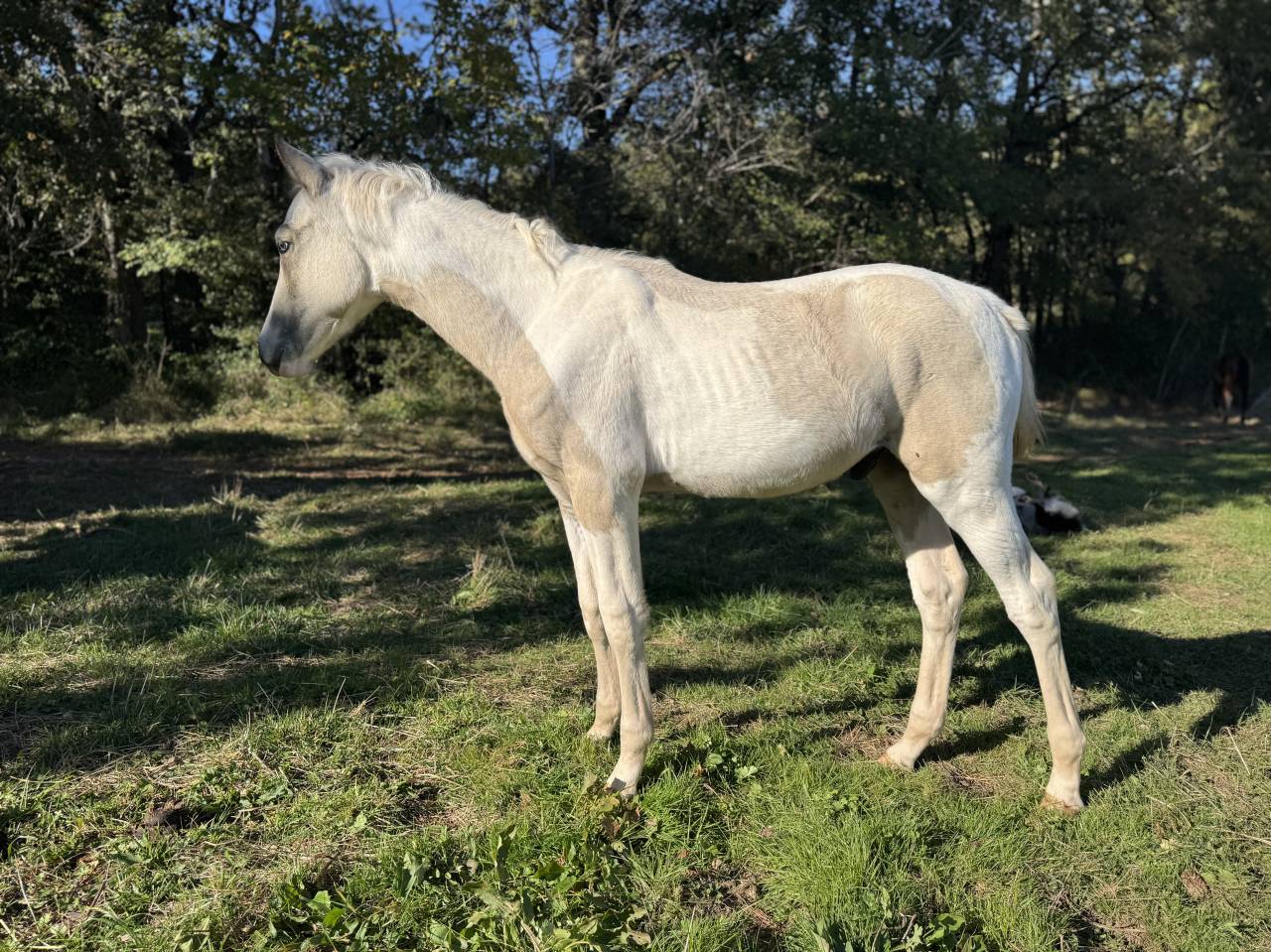 Puledro PFS Pony Francese da Sella In vendita 2025 Pezzato