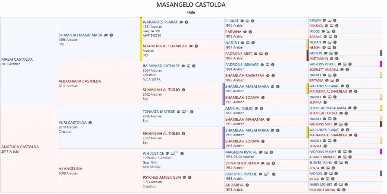 Puledro purosangue arabo