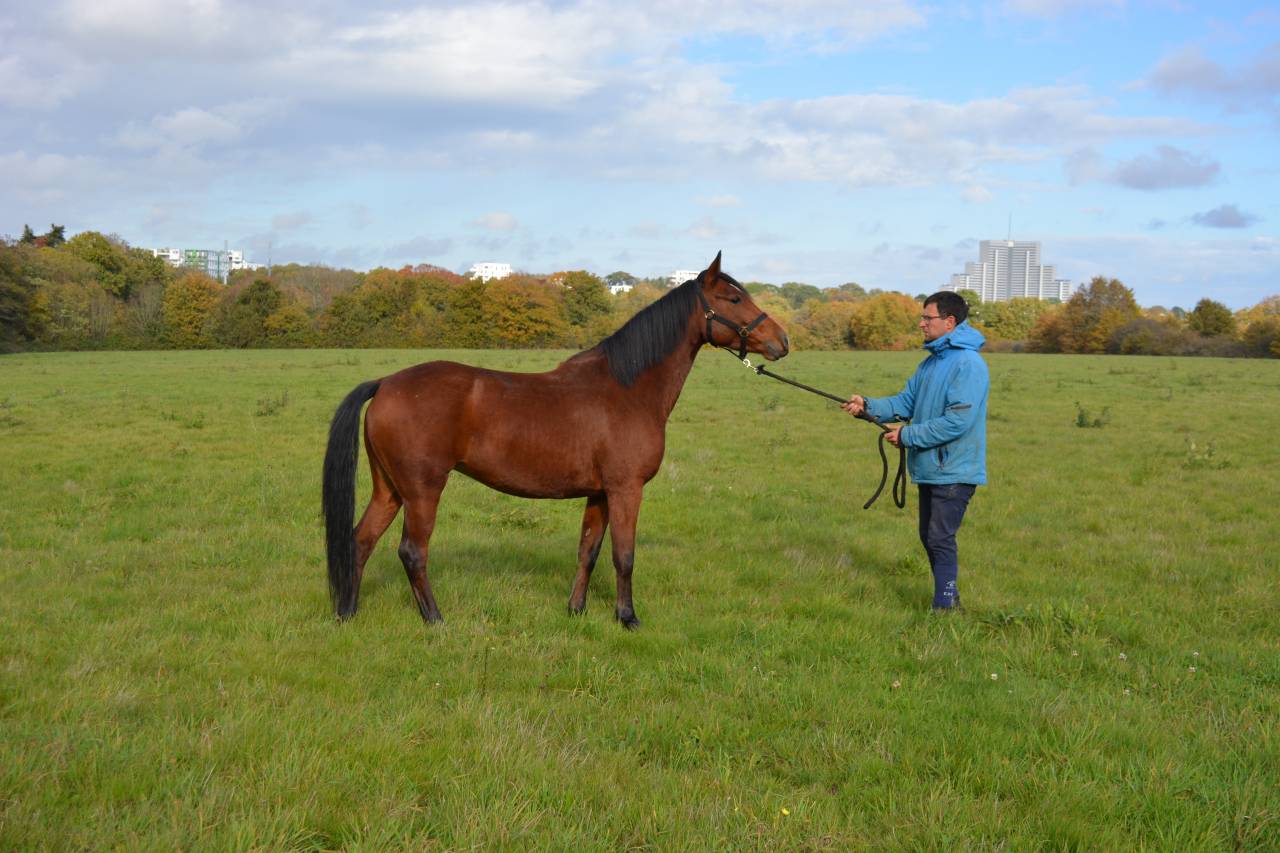 Cavalla Origine non conosciuta  In vendita 2021 Baio