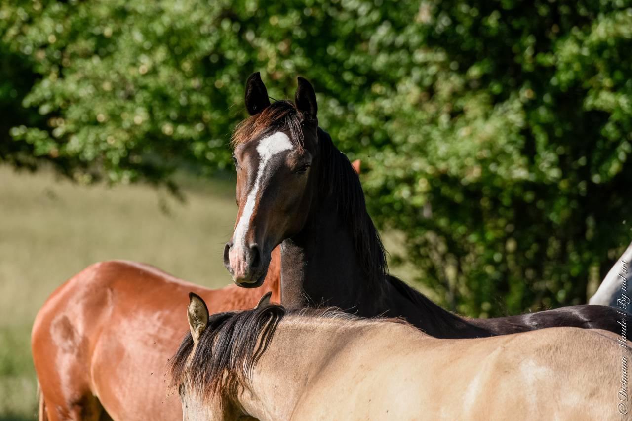 Fattrice Hanovrien In vendita 2019 Baio scuro ,  CONTENDRO I