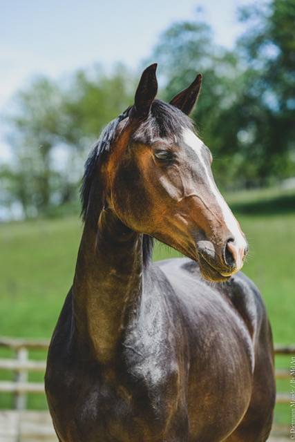 Fattrice Hanovrien In vendita 2019 Baio scuro ,  CONTENDRO I