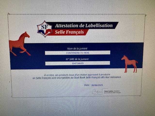 Fattrice Hanovrien In vendita 2019 Baio scuro ,  CONTENDRO I