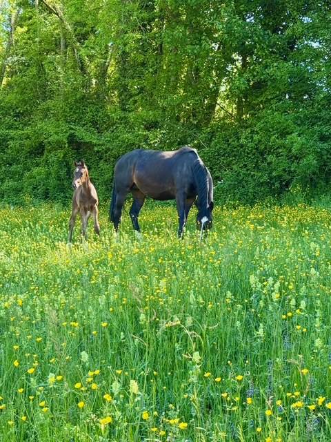 Fattrice Hanovrien In vendita 2019 Baio scuro ,  CONTENDRO I