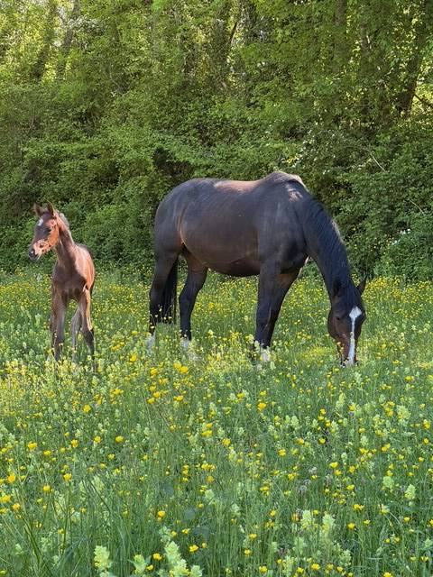 Fattrice Hanovrien In vendita 2019 Baio scuro ,  CONTENDRO I