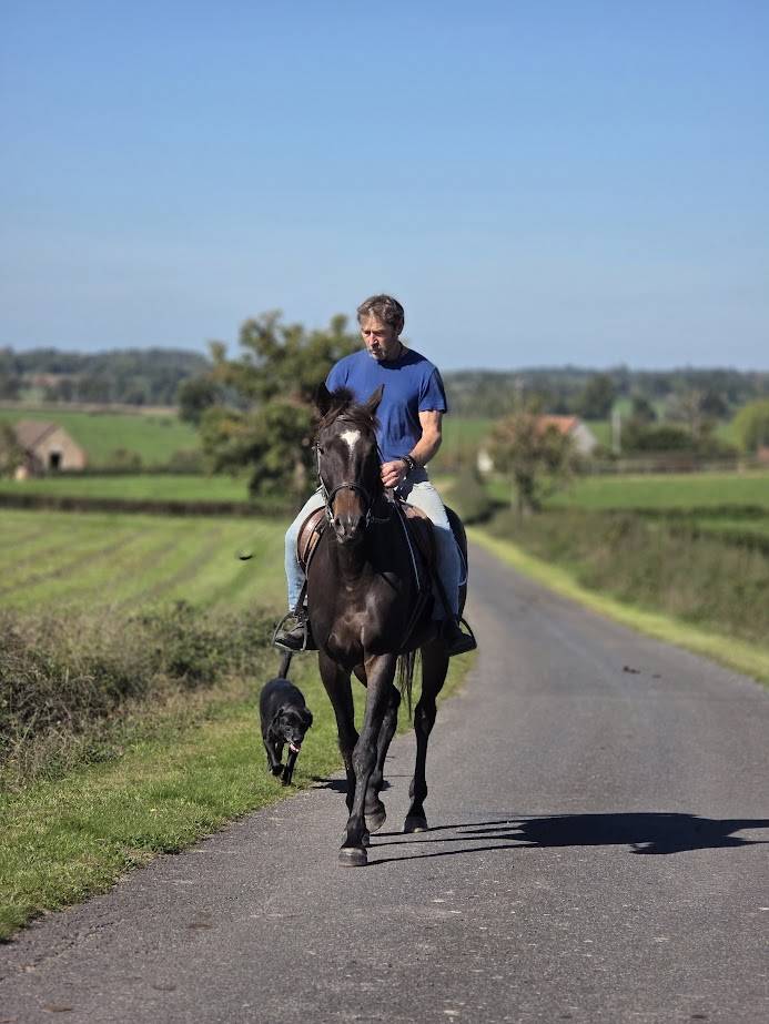 Castrone Trottatore Francese In vendita 2020 Nero