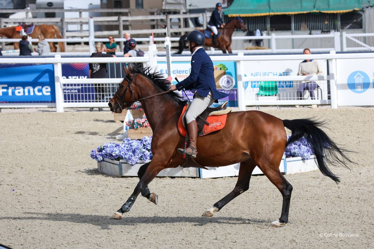 Cavalla KWPN Cavallo da Sport Neerlandese In vendita 2014 Baio ,  ZAVALL VDL (NLD) KWPN 2004