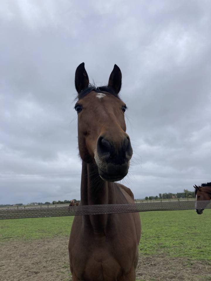 Cavalla KWPN Cavallo da Sport Neerlandese In vendita 2014 Baio ,  ZAVALL VDL (NLD) KWPN 2004