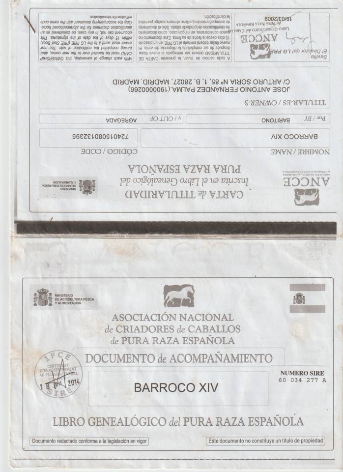 Castrone PRE Andaluso In vendita 2008 Grigio