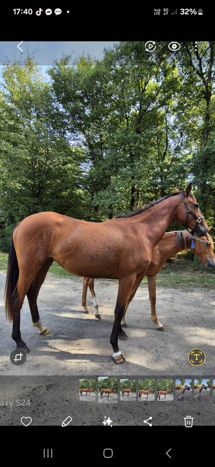 Cavalla Zangersheide In vendita 2023 Baio ,  KARAT J .polonais