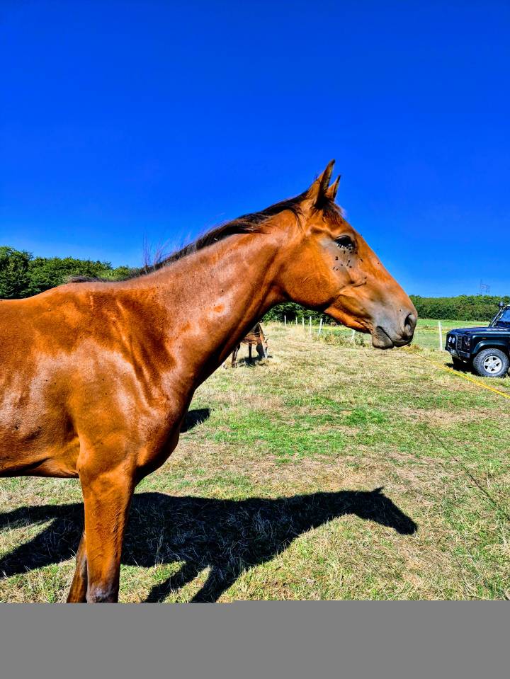 Cavalla Zangersheide In vendita 2023 Baio ,  KARAT J .polonais