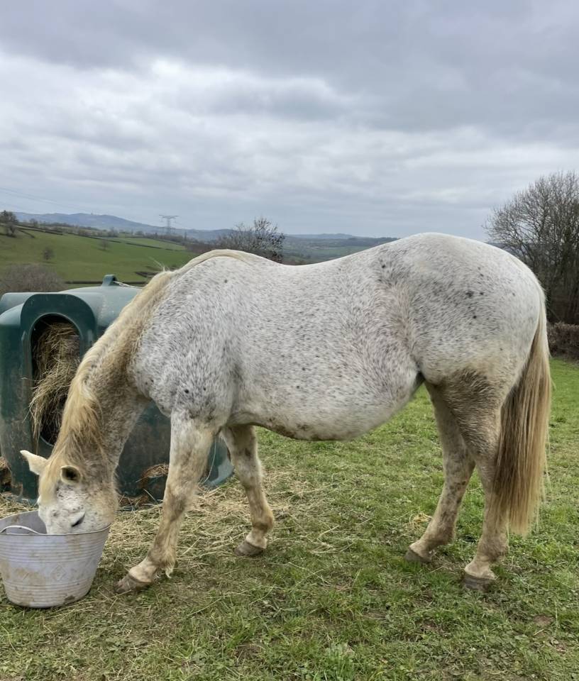 Cavalla Sella Francese In vendita 2008 Grigio ,  CORLAND