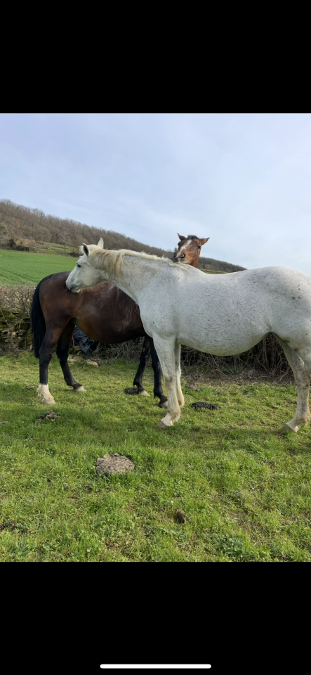 Cavalla Sella Francese In vendita 2008 Grigio ,  CORLAND