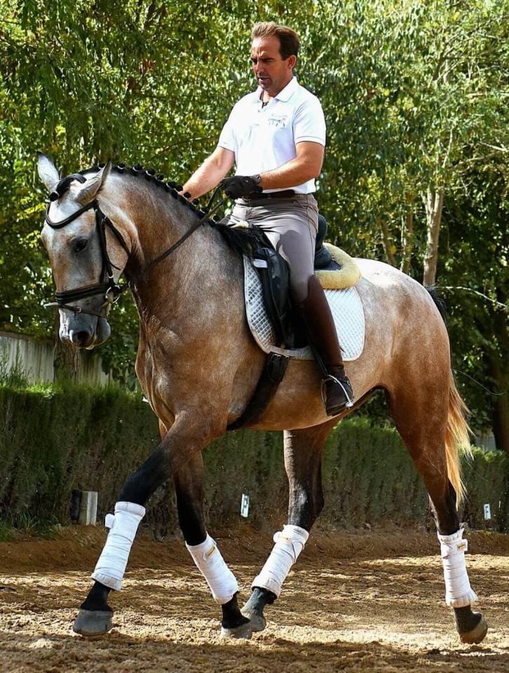 Cavalla Lusitano In vendita 2022 Grigio