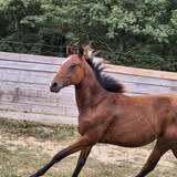 Puledro Quarter Horse In vendita 2024 Baio ,  EASY SMARTY GUN