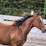 Puledro Quarter Horse In vendita 2024 Baio ,  EASY SMARTY GUN