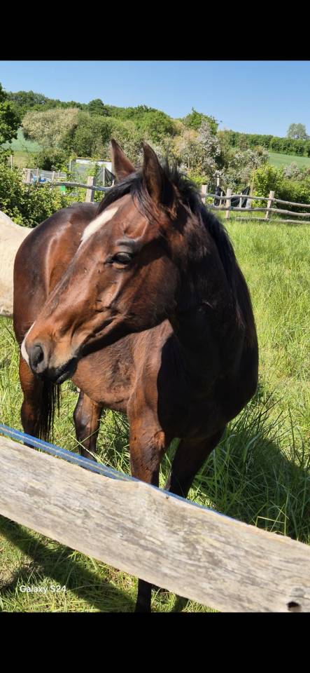 Puledro Quarter Horse In vendita 2024 Baio ,  EASY SMARTY GUN