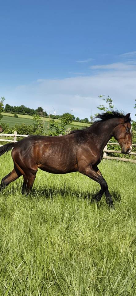 Puledro Quarter Horse In vendita 2024 Baio ,  EASY SMARTY GUN