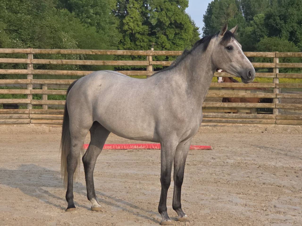 Cavalla Sella Francese In vendita 2021 Grigio