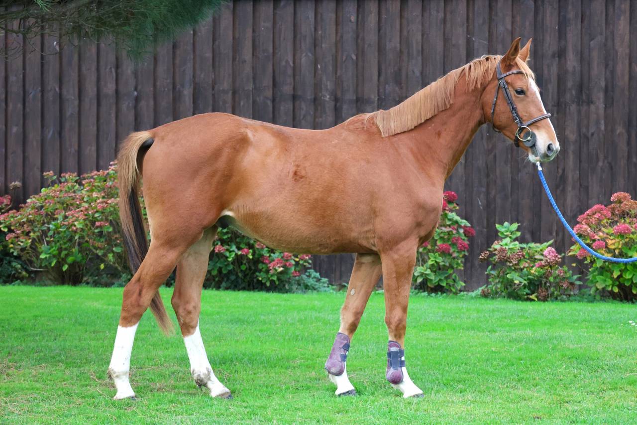 Castrone Sella Francese In vendita 2022 Sauro ,  chacco white