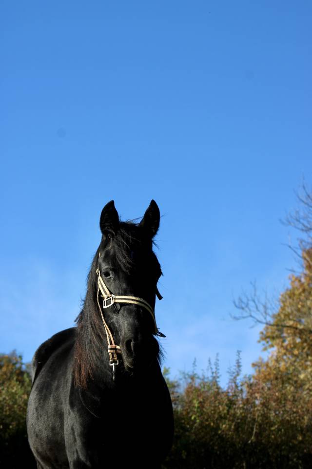 Puledra Mezzo Sangue Arabo In vendita 2024 Nero ,  Blackjack Blackfame