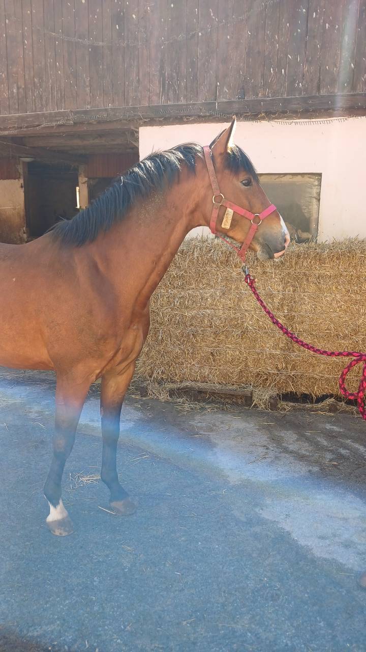 Intero Sella Francese In vendita 2021 Baio ,  Very star kerveyer