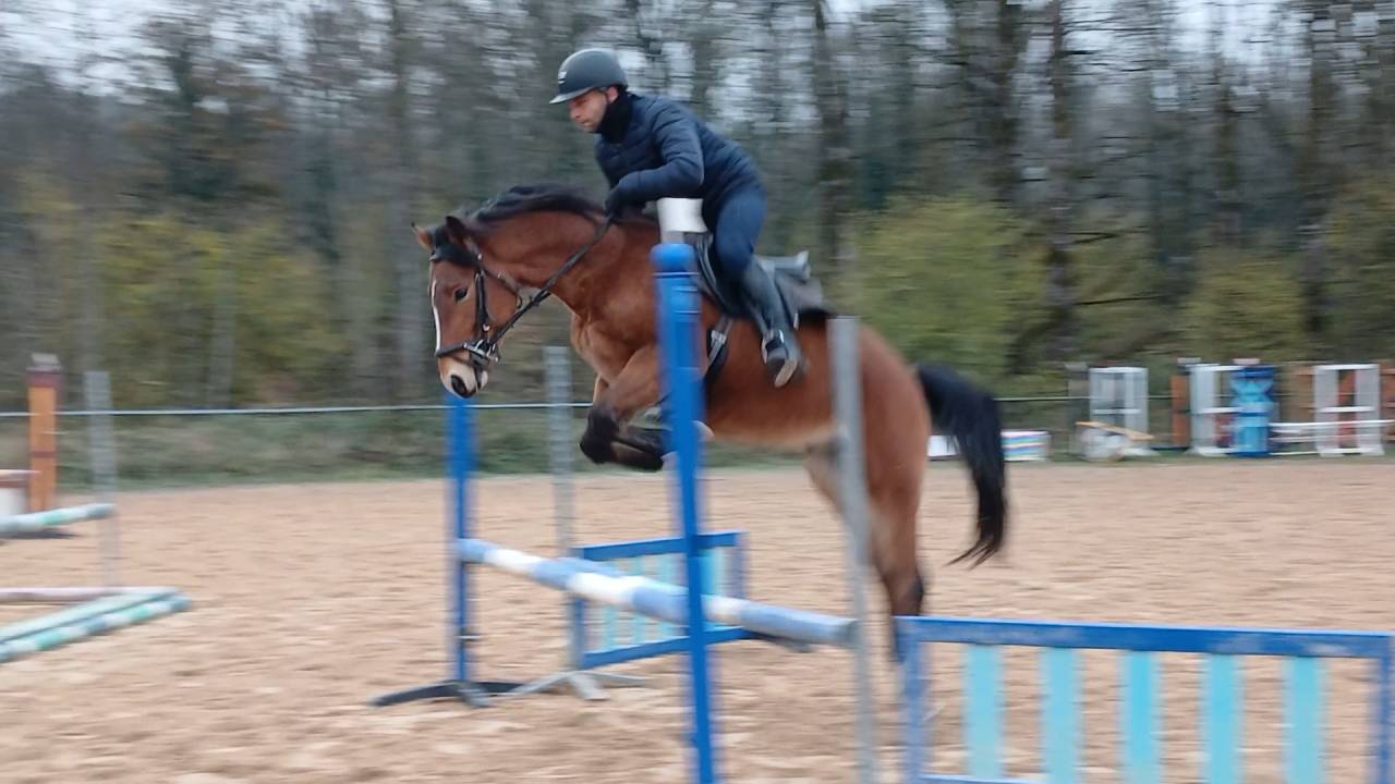 Intero Sella Francese In vendita 2021 Baio ,  Very star kerveyer
