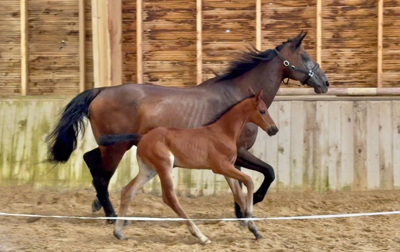 Puledra CDF - Cavallo da dressage francese In vendita 2025 Baio ,  idem du peyron