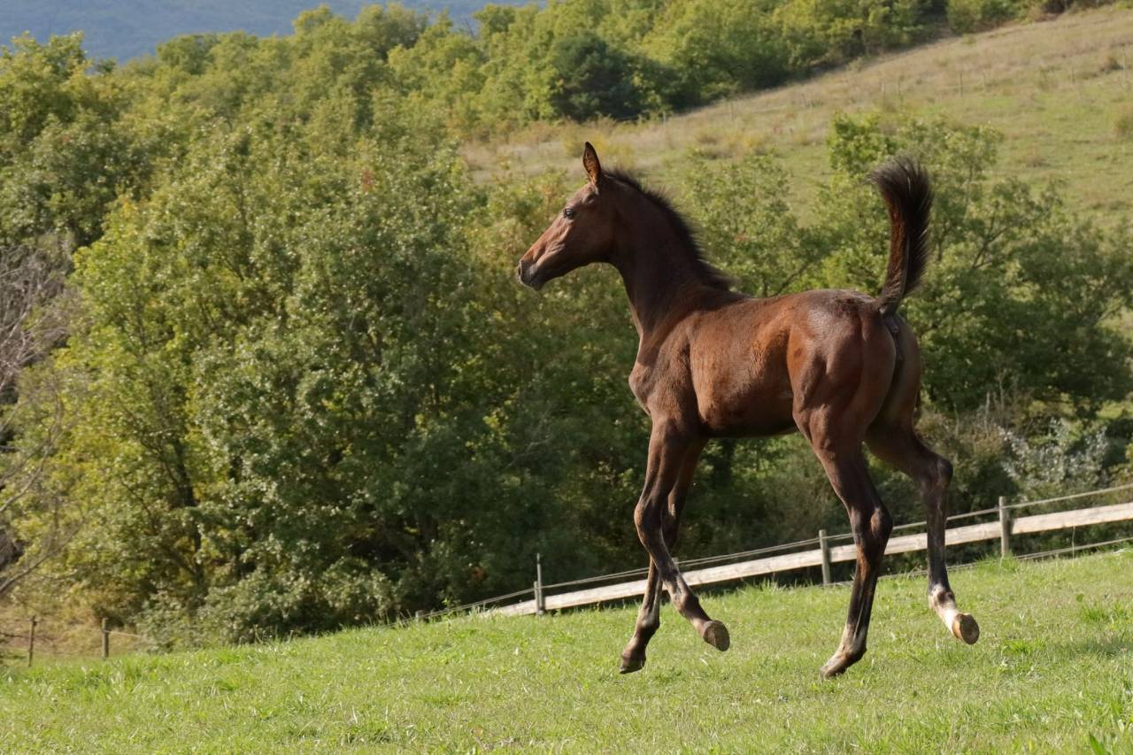 Puledra CDF - Cavallo da dressage francese In vendita 2025 Baio ,  idem du peyron