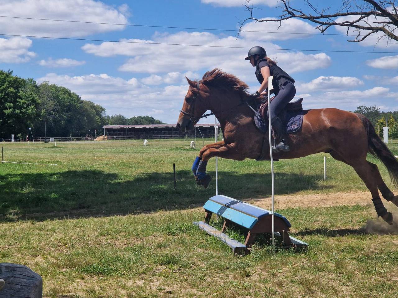 Castrone Origine Non Constatata In vendita 2011 Sauro