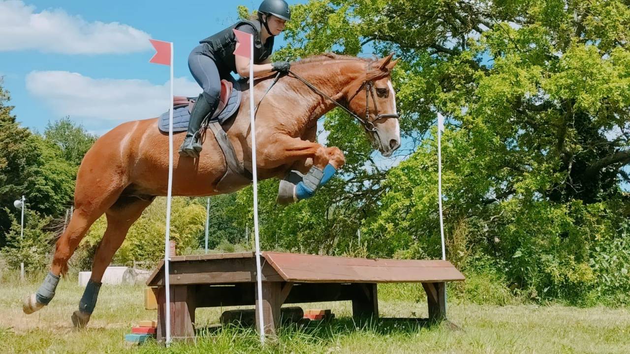 Castrone Origine Non Constatata In vendita 2011 Sauro