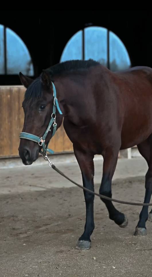 Cavalla PRE Andaluso In vendita 2023 Baio