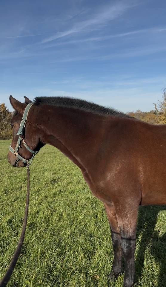 Cavalla PRE Andaluso In vendita 2023 Baio