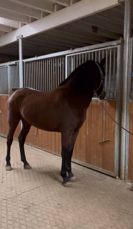 Cavalla PRE Andaluso In vendita 2023 Baio