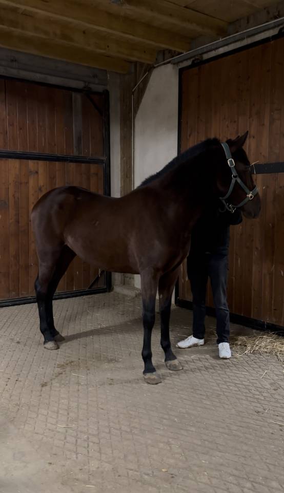 Cavalla PRE Andaluso In vendita 2023 Baio