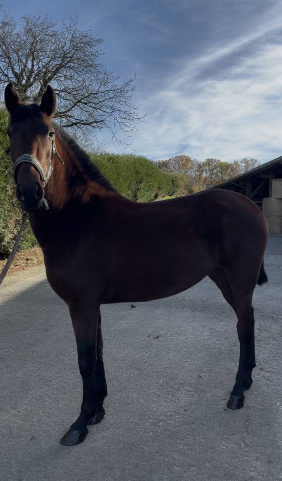 Cavalla PRE Andaluso In vendita 2023 Baio