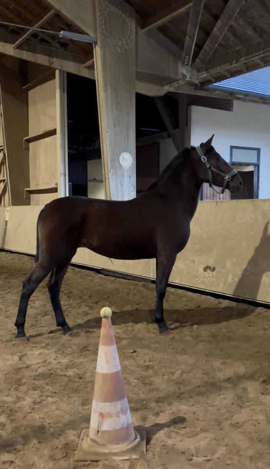 Cavalla PRE Andaluso In vendita 2023 Baio