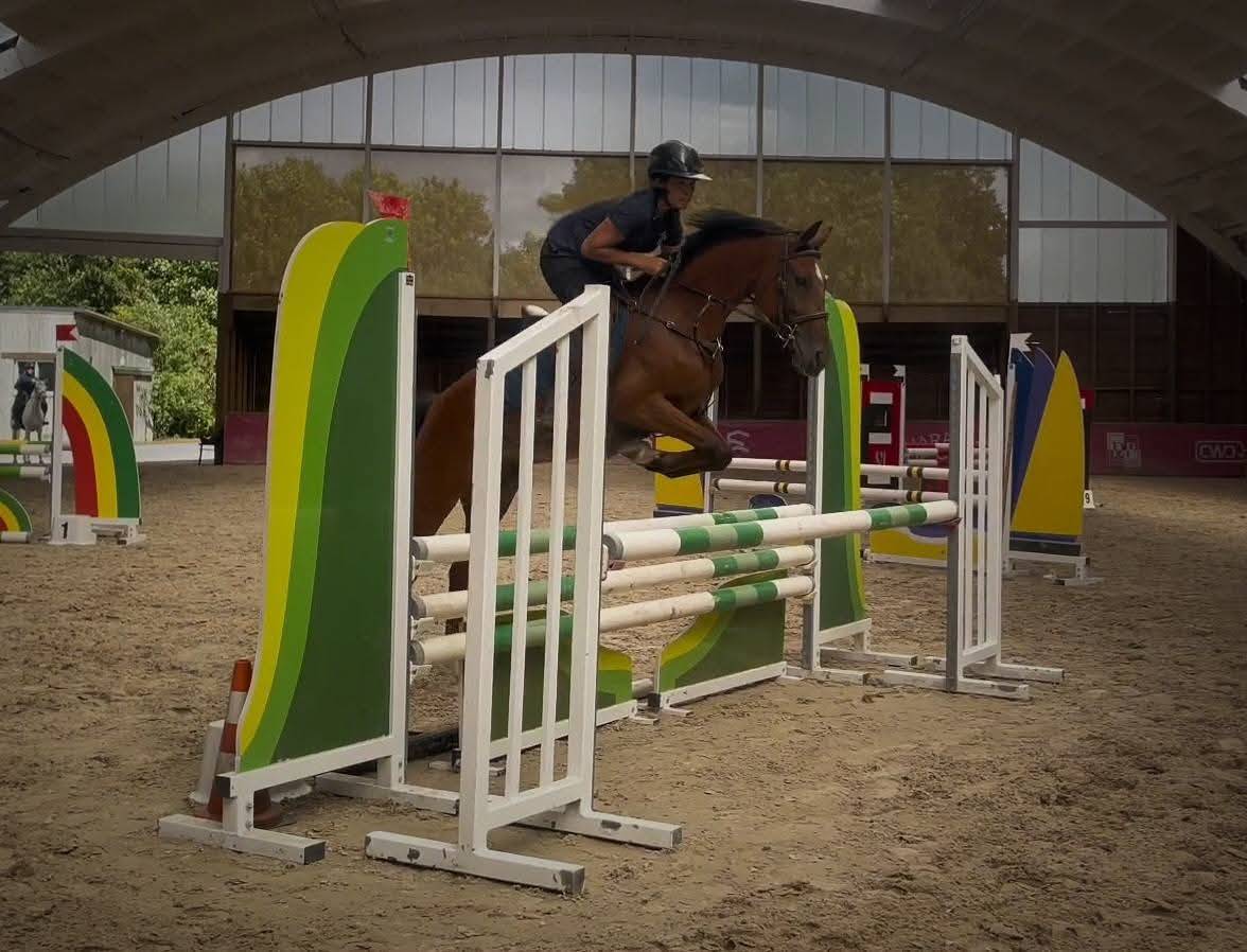 Castrone Pony da Sella Belgio In vendita 2021 Baio ,  Ti amo van prinseveld