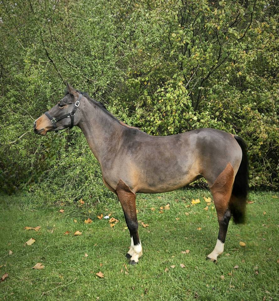 Cavalla Pony da Sella Belgio In vendita 2022 Baio scuro ,  WASHINGTON van het klavert je