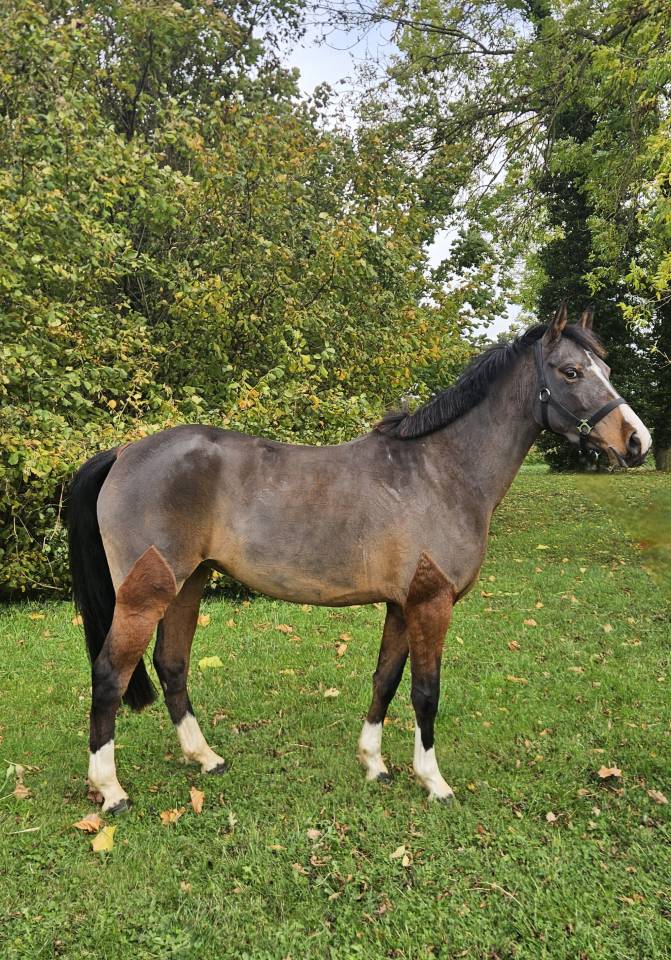 Cavalla Pony da Sella Belgio In vendita 2022 Baio scuro ,  WASHINGTON van het klavert je