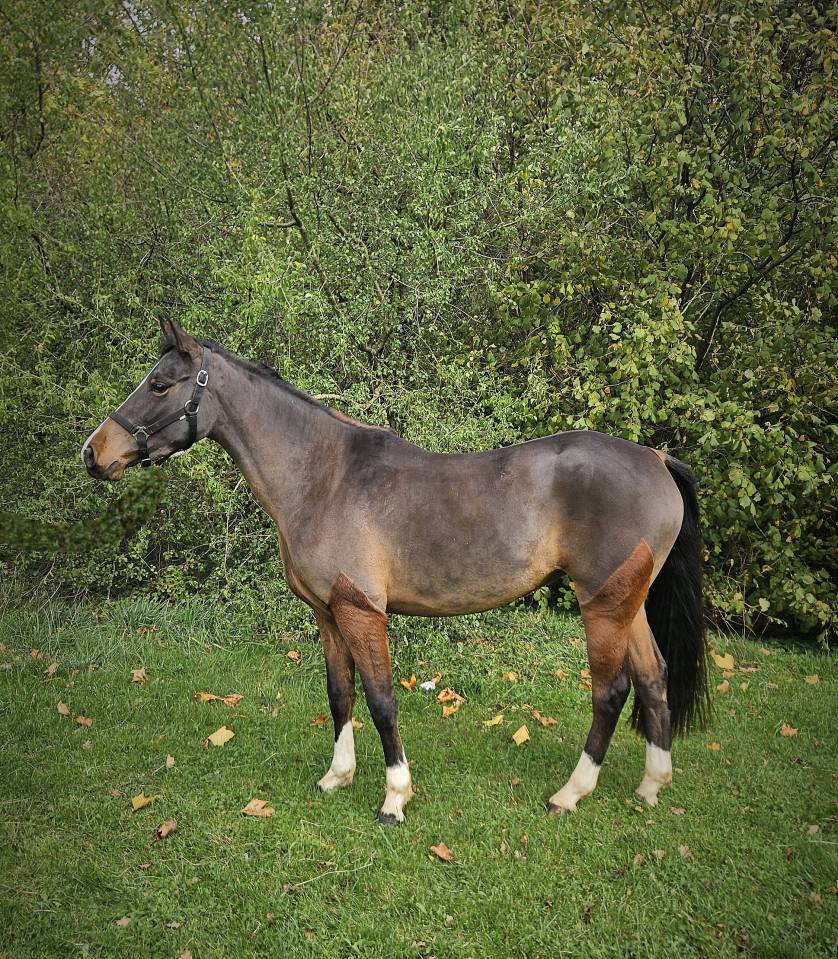 Cavalla Pony da Sella Belgio In vendita 2022 Baio scuro ,  WASHINGTON van het klavert je