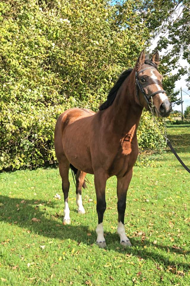 Cavalla Pony da Sella Belgio In vendita 2022 Baio scuro ,  WASHINGTON van het klavert je