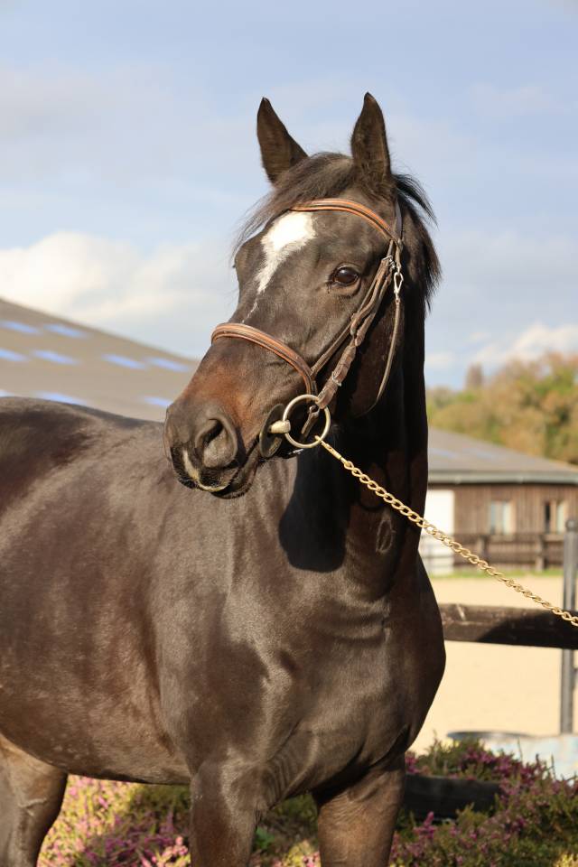 Cavalla Sella Francese In vendita 2022 Baio scuro ,  diarado