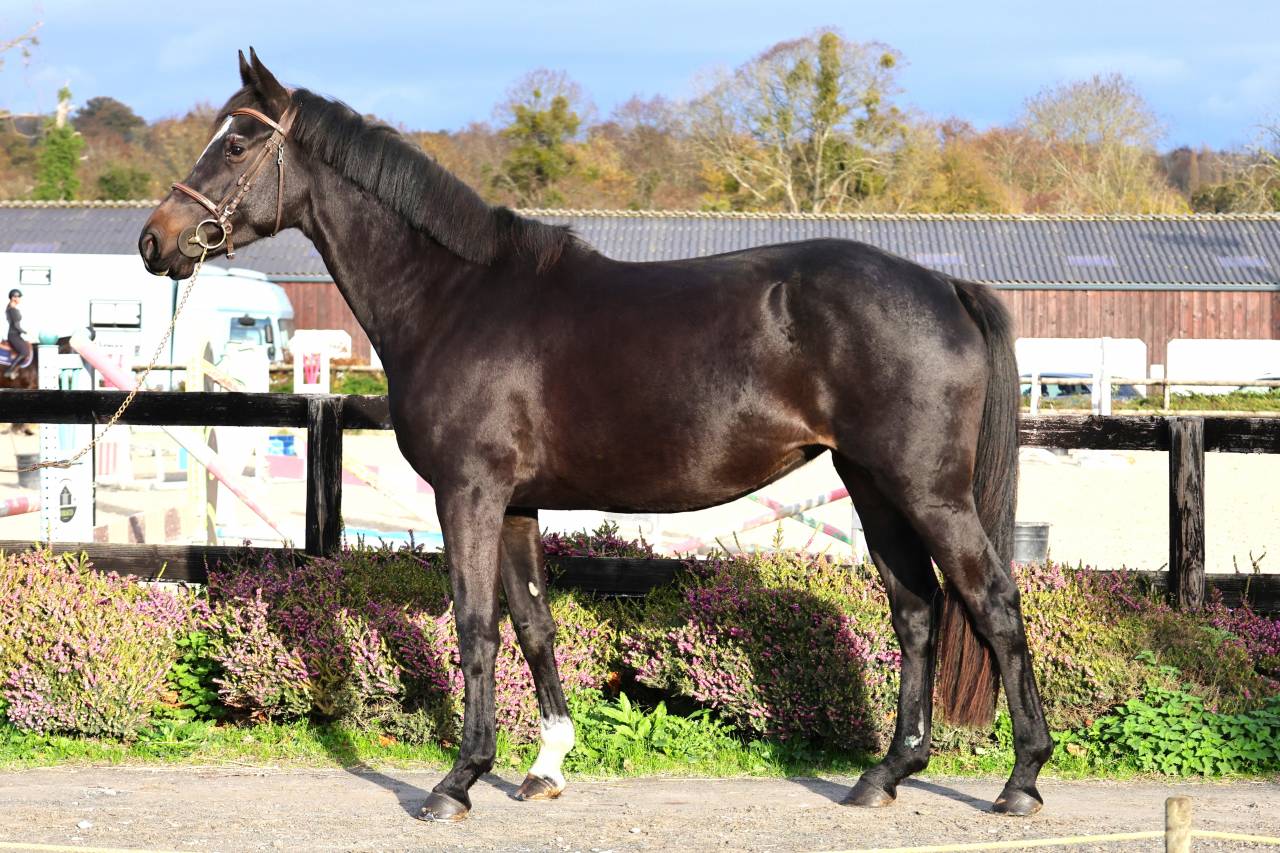 Cavalla Sella Francese In vendita 2022 Baio scuro ,  diarado