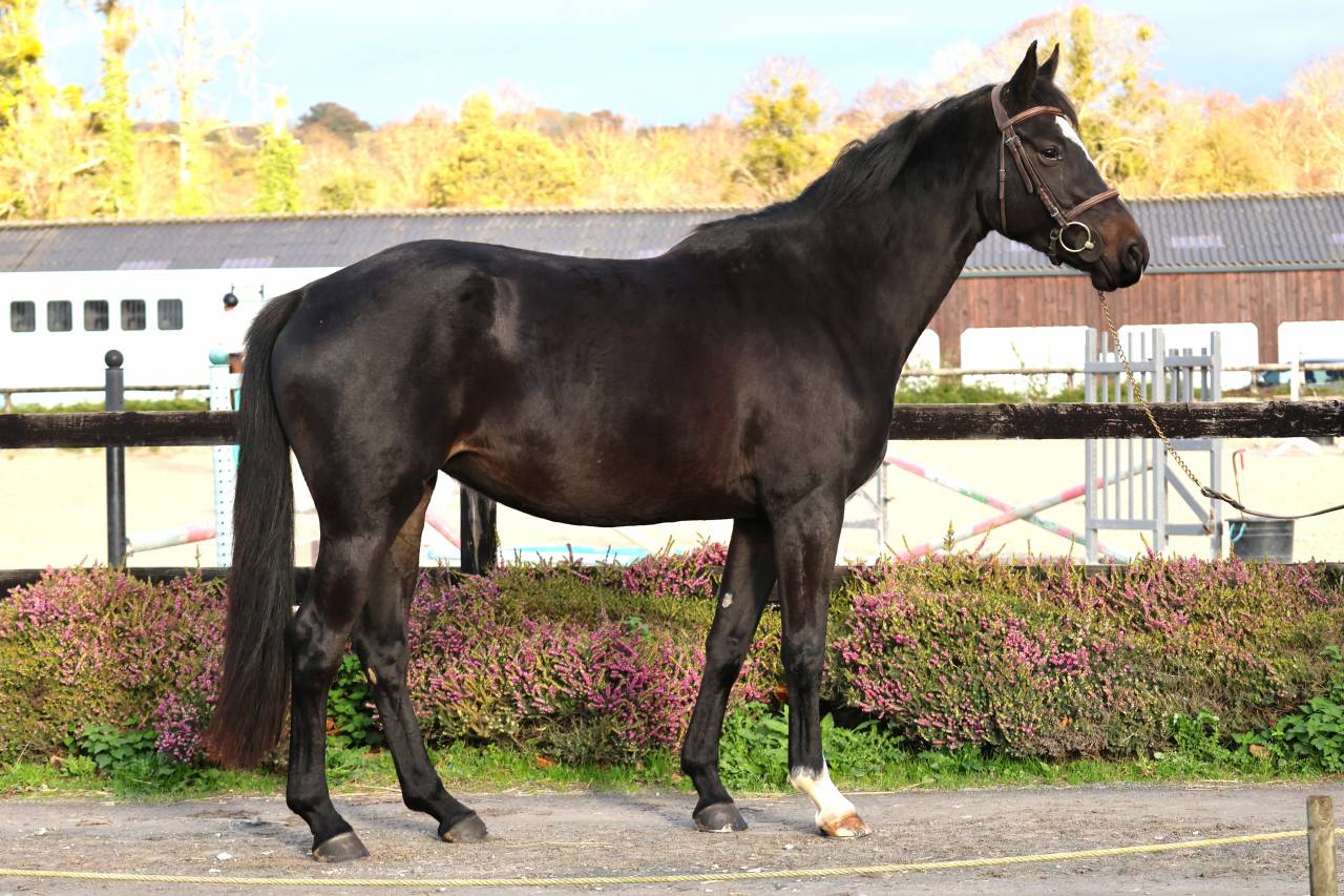 Cavalla Sella Francese In vendita 2022 Baio scuro ,  diarado