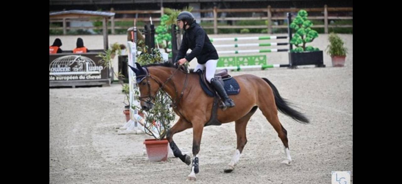 Cavalla Sella Francese In vendita 2018 Baio ,  Utah van de rock