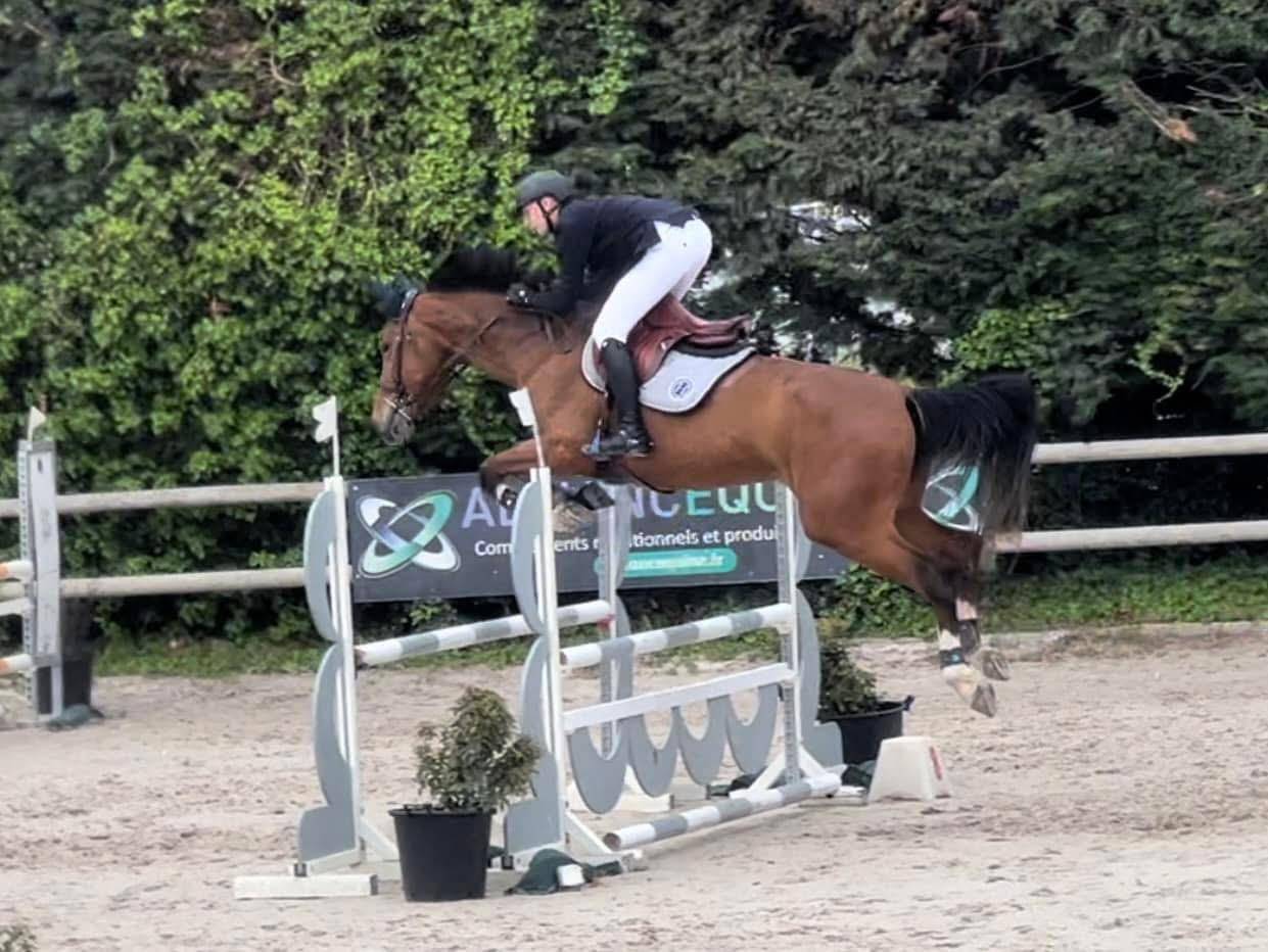 Cavalla Sella Francese In vendita 2018 Baio ,  Utah van de rock