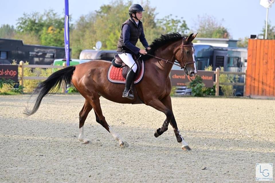 Cavalla Sella Francese In vendita 2018 Baio ,  Utah van de rock