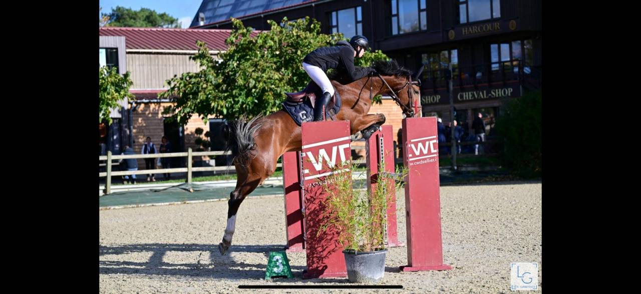 Cavalla Sella Francese In vendita 2018 Baio ,  Utah van de rock