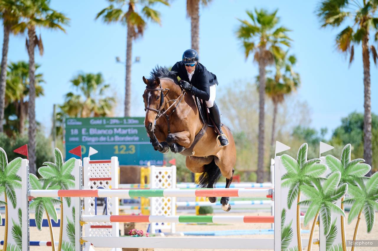 Castrone Sella Francese In vendita 2014 Baio